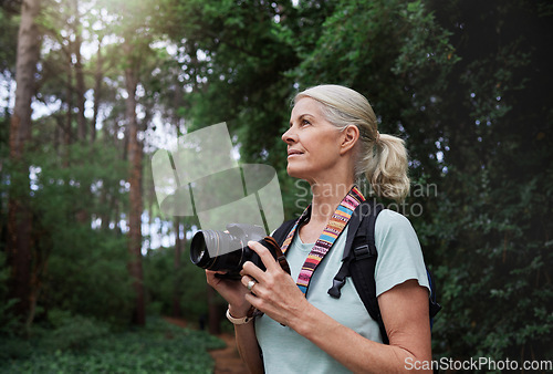 Image of Senior woman, hiking and photography with camera in forest, nature or environment. Female hiker, tourist and travel photographer on trekking adventure, sightseeing journey or explore scenery in woods