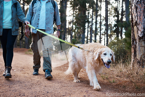 Image of Dog, hiking and people walking pet animal in the forest, woods or nature as to explore, exercise or travel outdoors. Adventure, trekking and couple walk a puppy while on holiday or vacation