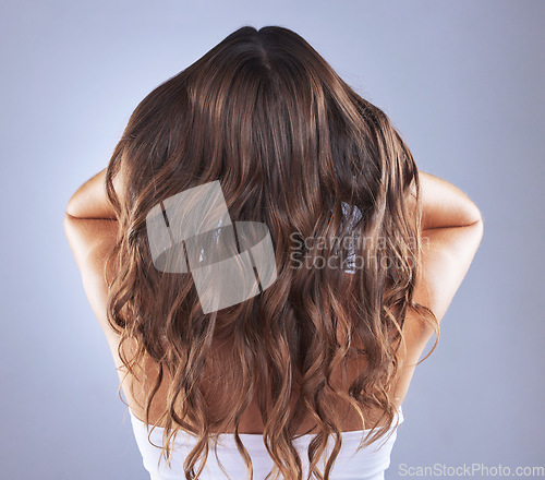 Image of Woman, beauty and hair in studio for curls, growth and healthy shine on blue background. Aesthetic female model back for haircare, self care and cosmetic results for salon or hairdresser treatment
