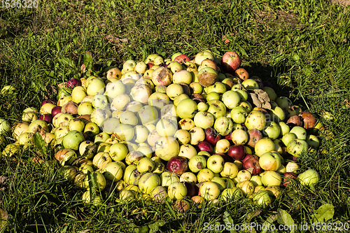 Image of a pile of spoiled old rotting apples