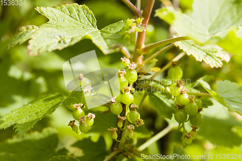 Image of beautiful green currant