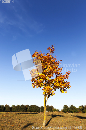 Image of leaves in the autumn