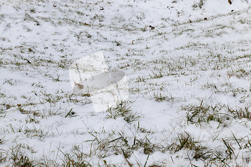 Image of Snow drifts in winter