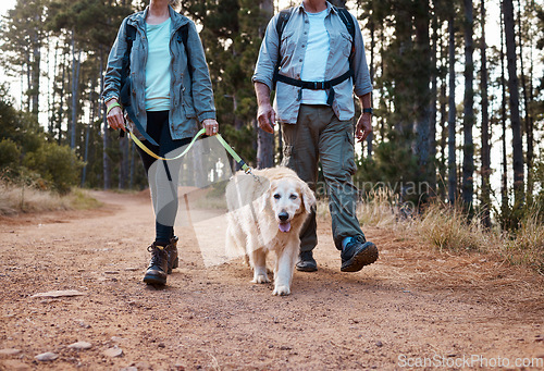 Image of Forrest, nature and old couple walking dog on path in mountain in Australia for fitness and exercise. Travel, man and woman on hike with Labrador pet, love and health on retirement holiday adventure.