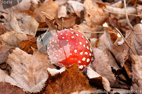 Image of mushroom and leafs