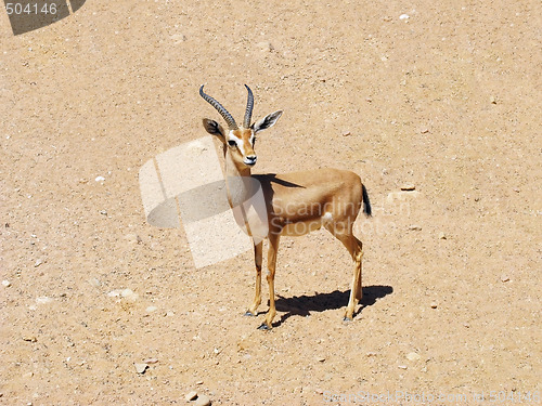 Image of Gazelle