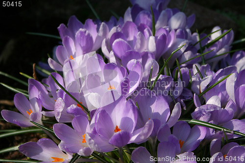 Image of Spring flower