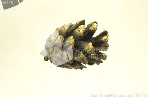 Image of Pine