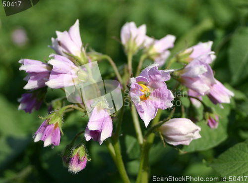 Image of potatoflower