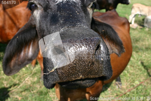 Image of Nosy cow