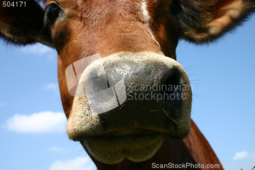 Image of Cow