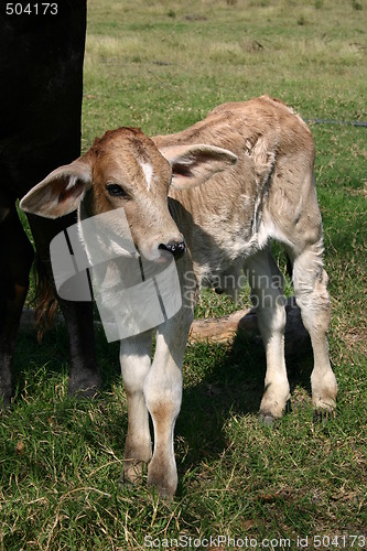 Image of Calf