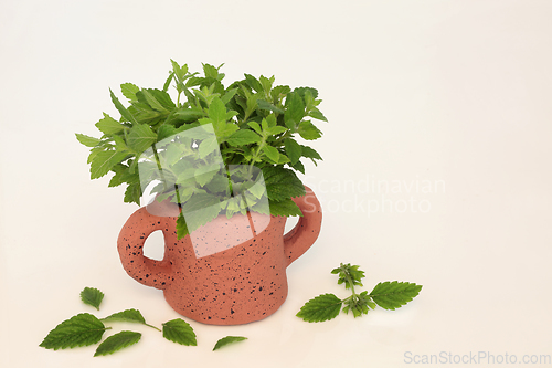 Image of Lemon Balm Herb Herbal Medicine  