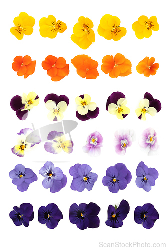 Image of Pansy Flowers Large Collection of Flower Heads