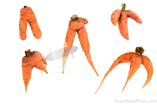 Image of Forked and Deformed Carrot Vegetables