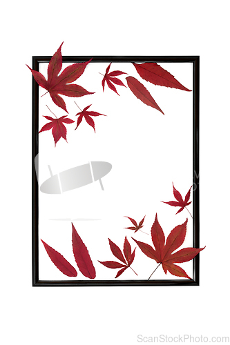 Image of Red Maple Leaves of Autumn Background Border 