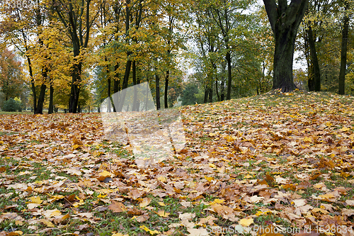 Image of maple leaves