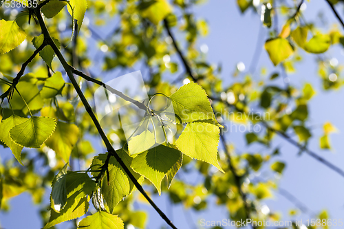 Image of birch leaves