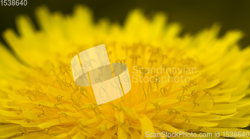 Image of yellow beautiful dandelions