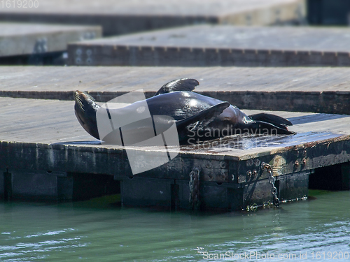 Image of sea lion in San Francisco