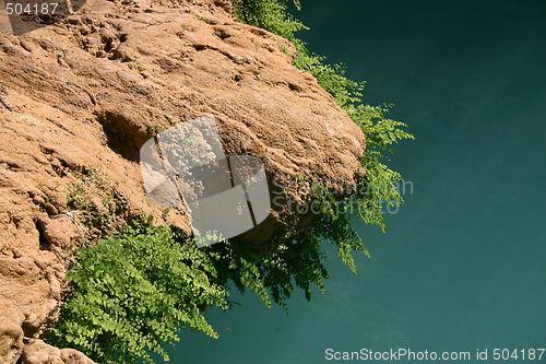 Image of Vegetation