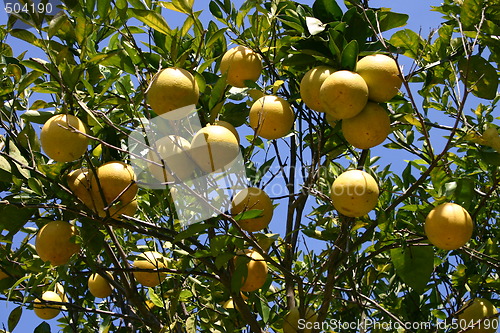 Image of Oranges