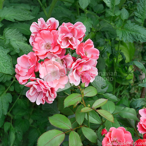 Image of Pink color rose flowers on the background of the big green tomat