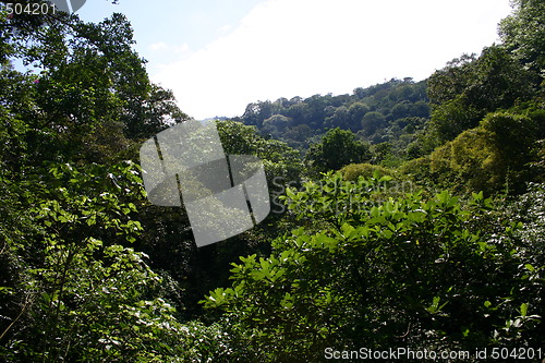 Image of Tropical rainforest