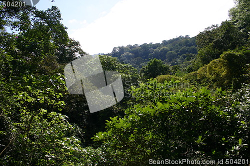 Image of Tropical rainforest