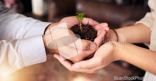 Image of Plant in people or partner hands for business growth, eco friendly development and sustainability in green startup. Woman and man palm, teamwork and sapling soil and sustainable investment or support