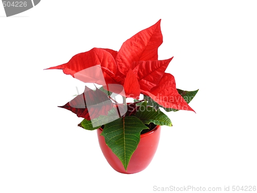 Image of Poinsettia