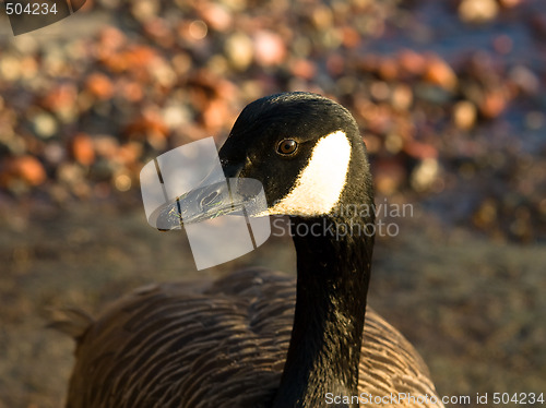 Image of canada goose
