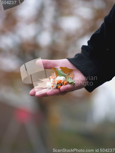 Image of Human hand offering natural gift