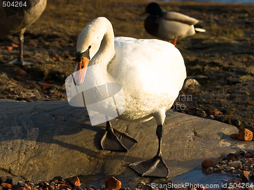 Image of swan