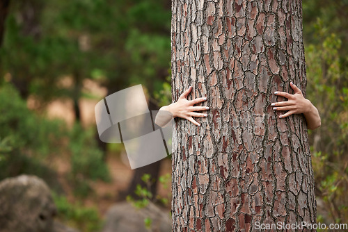 Image of Nature, environment and person with a tree hug for sustainability, planet love and ecology. Forest, earth day and hands hugging trees to show care for woods, deforestation and climate change