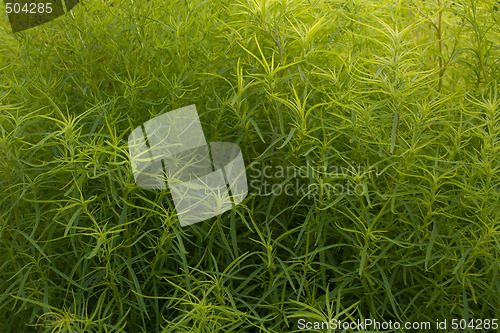 Image of green plant