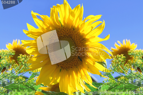 Image of sunflower