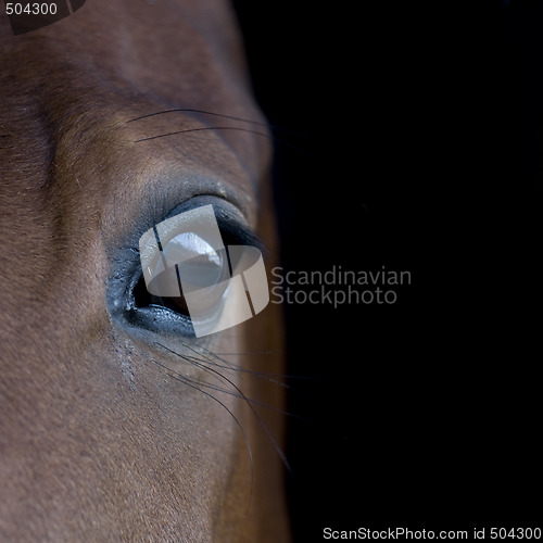 Image of Heorse eye