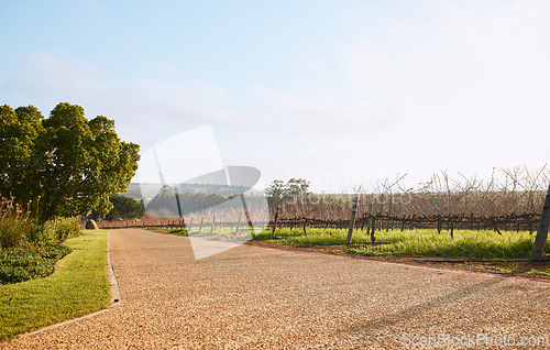 Image of Vineyard landscape, farm and street in nature with sky background, mockup space and environment. Road, outdoor and summer in countryside, farm and growth with sustainability, development and mock up