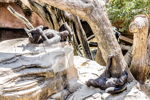 Image of Siesta time. Chimpanzee lying on the rocks, relaxing and sunbathing in humal like pose, ignoring zoo visitors, not giving a fuck
