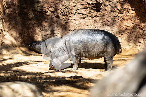 Image of The common hippopotamus, Hippopotamus amphibius, or hippo, is a large, mostly herbivorous, semiaquatic mammal native to sub-Saharan Africa.