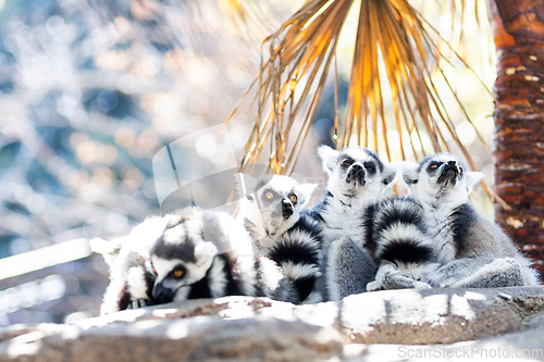 Image of Group of cute little Ring-tailed lemur sitting in the shade on a hot summer day on Madagascar.