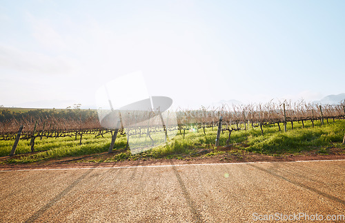 Image of Vineyard landscape, farm and road in nature with sky background, mockup space and sunshine. Street, outdoor and summer in countryside, farmland and growth with sustainability, development and mock up