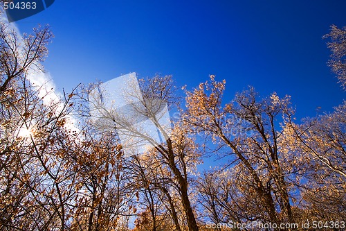 Image of Trees Under the Blue Skies