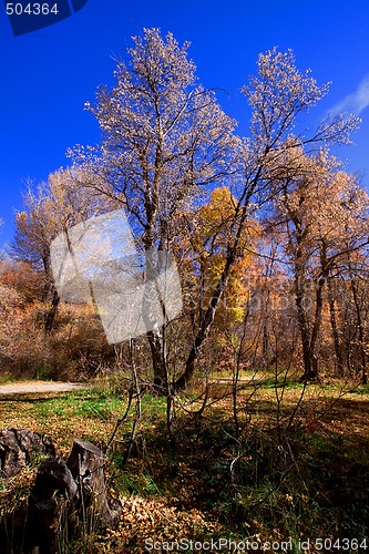 Image of Trees under the Blue Skies