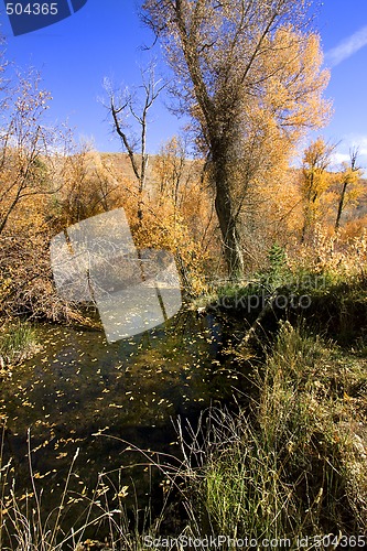 Image of Trees under the Blue Skies