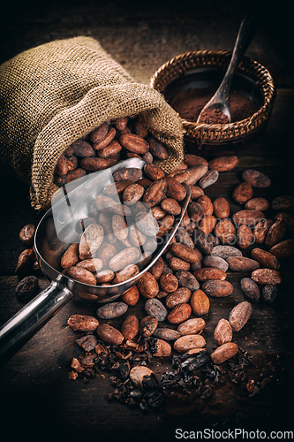 Image of Cocoa (cacao) beans