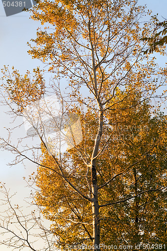 Image of Autumn tree with the turned yellow leaves