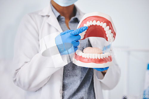 Image of Tooth mold, dentures and hands of dentist for medical care, dentistry and dental service in clinic. Healthcare, hygiene and woman pointing to mouth model for oral health, teeth cleaning and cavity