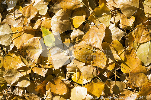 Image of Background from the fallen down yellow autumn leaves